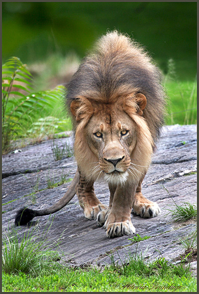 Stalking Lion