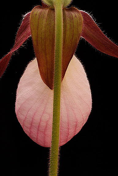 Pink Lady Slipper