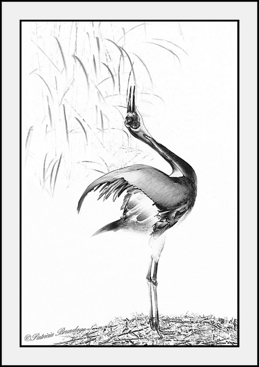 Crane Dance
