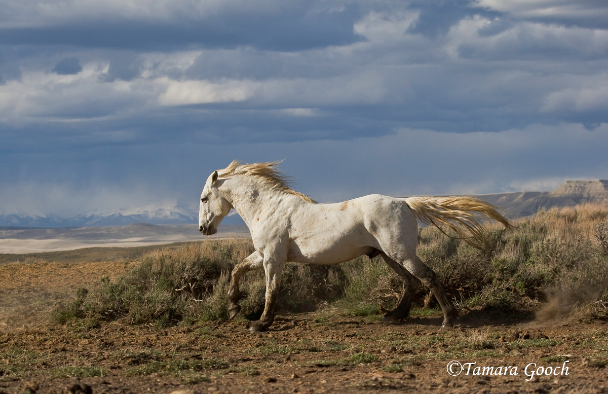 White Stallion
