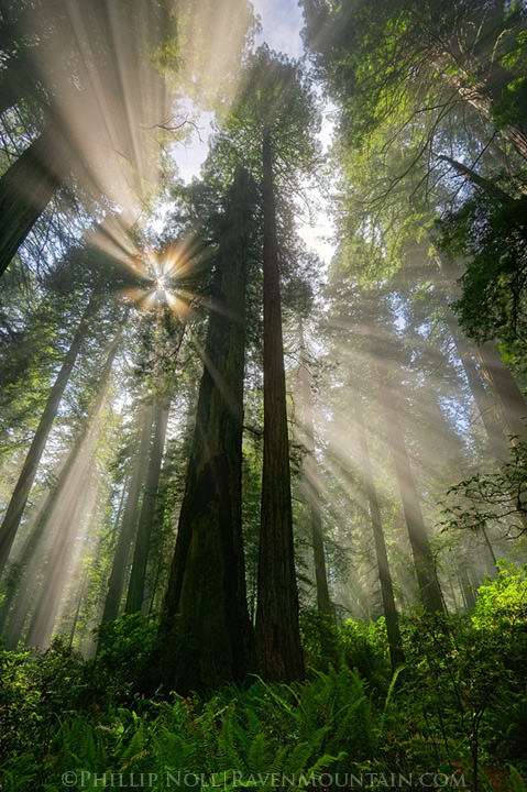 Radiance