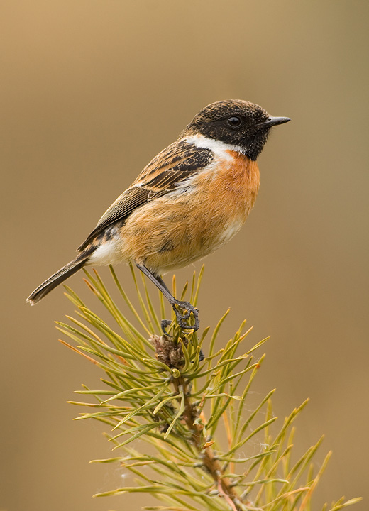 Stonechat
