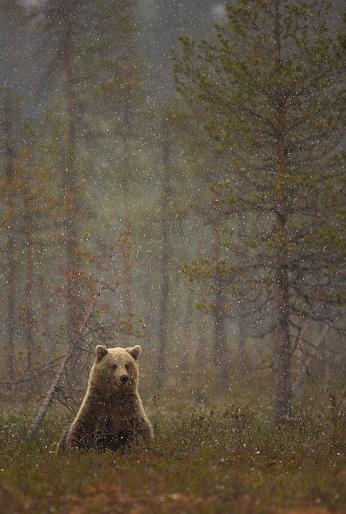 Brown Bear in a Snow Shower