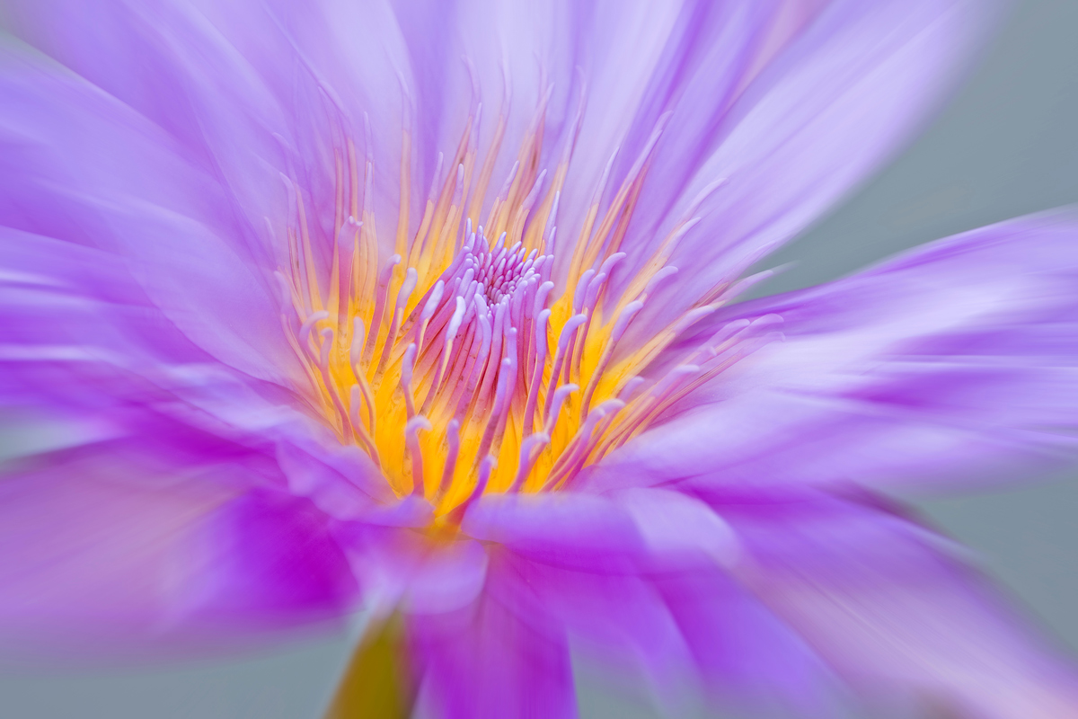 Water Lily