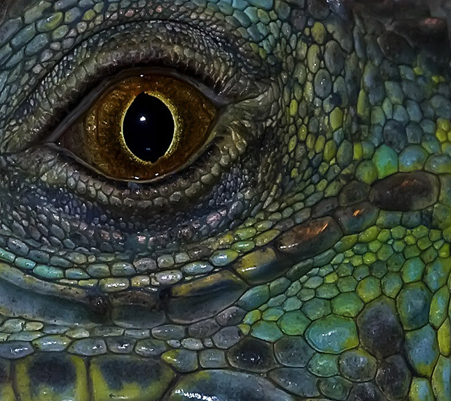 Iguana