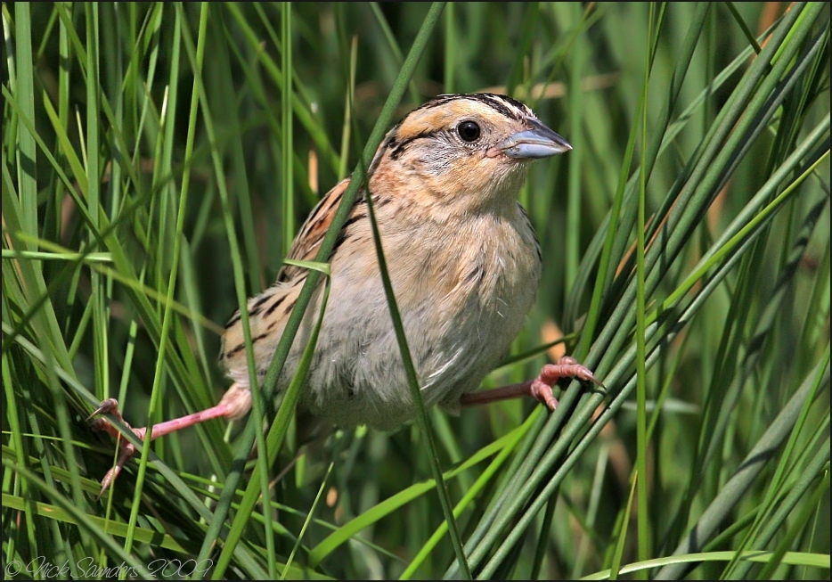 Le Conte's Sparrow