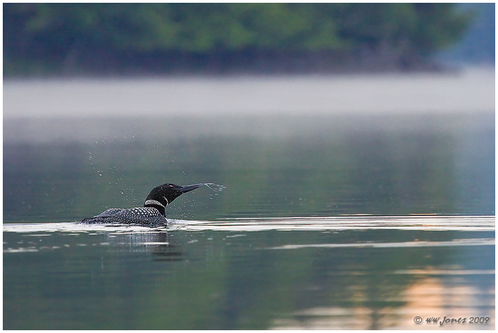 Loon Halo