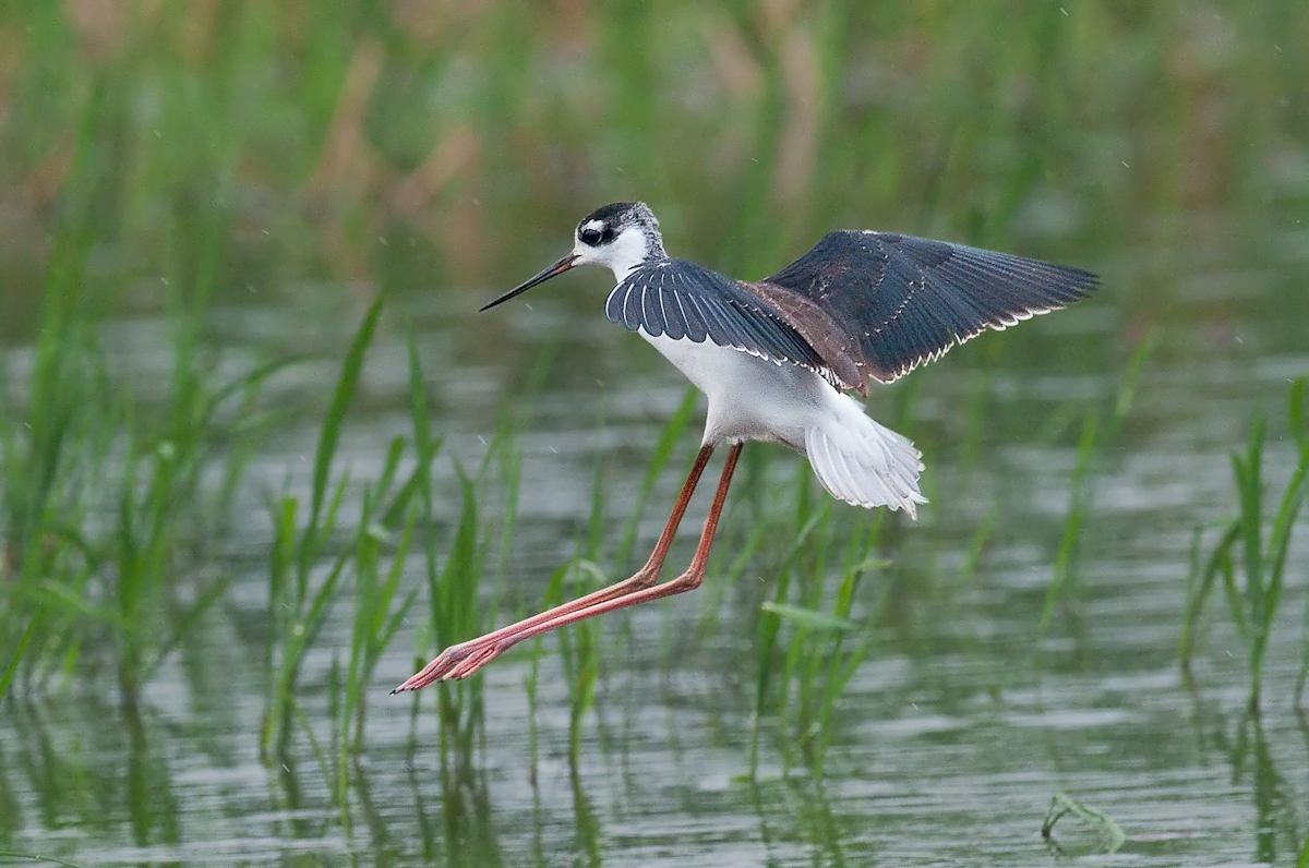 Black-necked Stilt