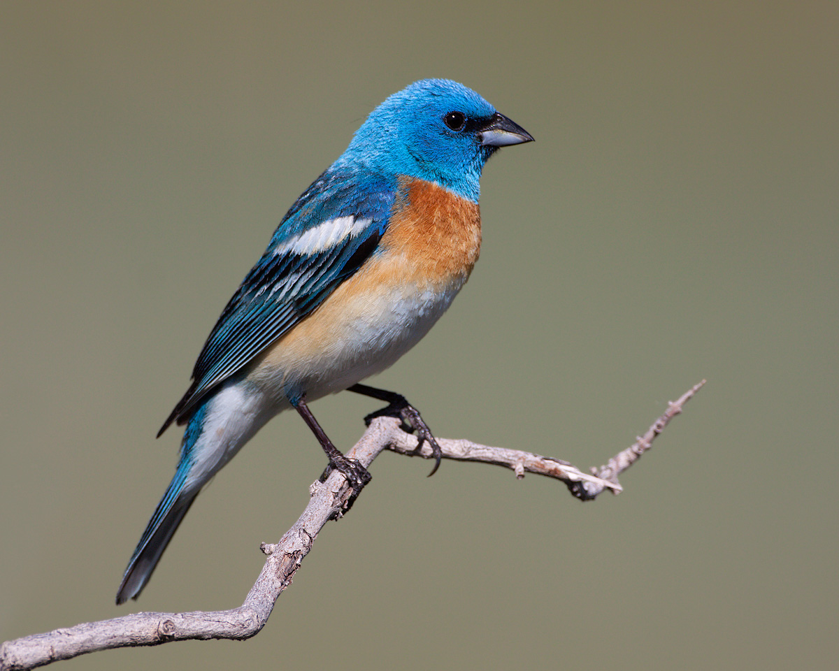 Lazuli Bunting