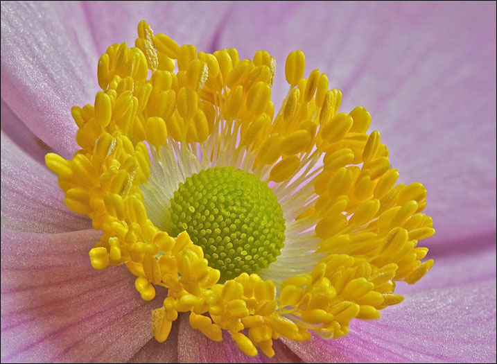 Golden Wreath