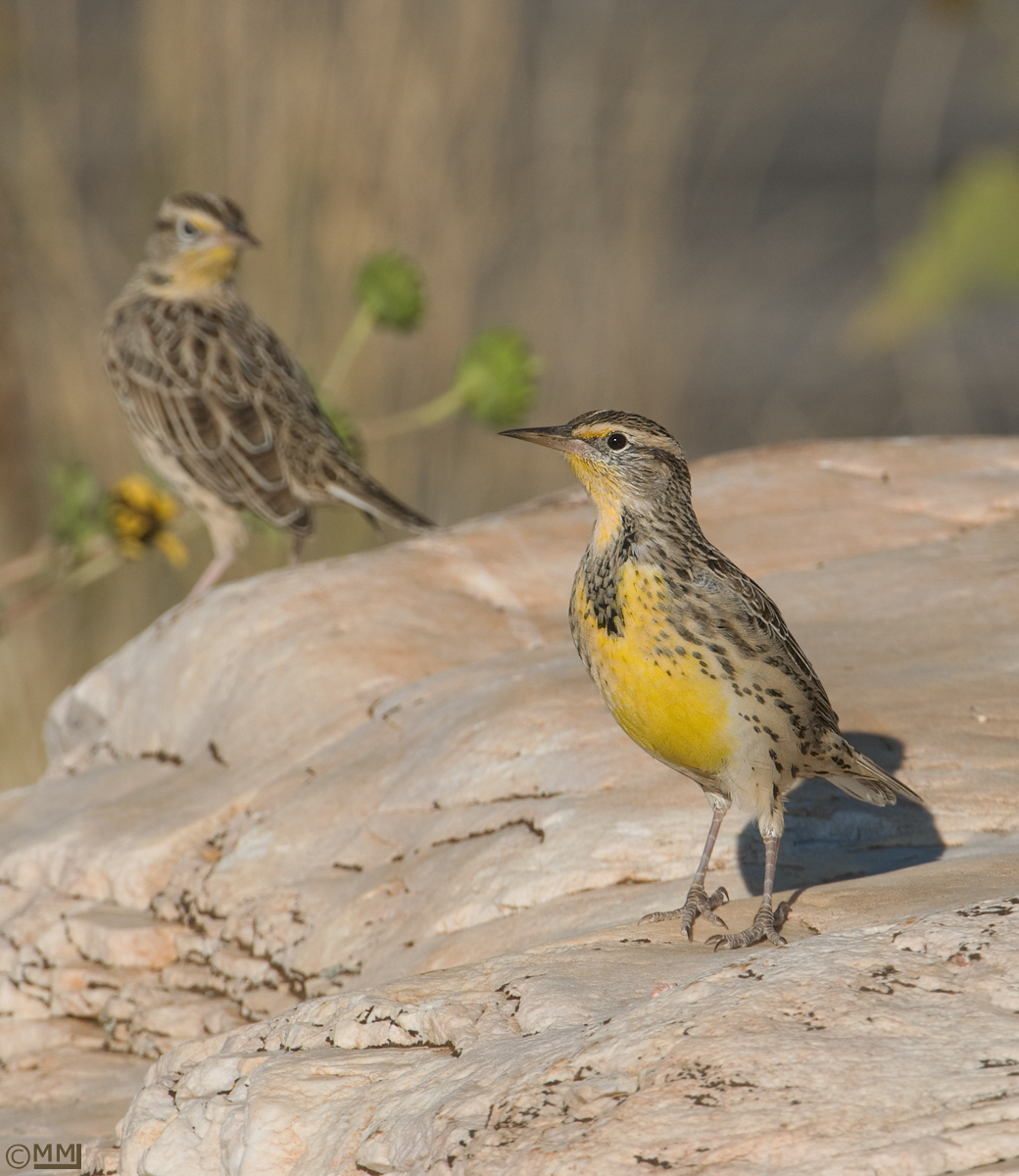 Western Meadowlark