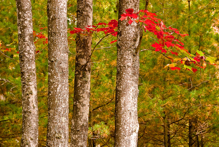 First fall