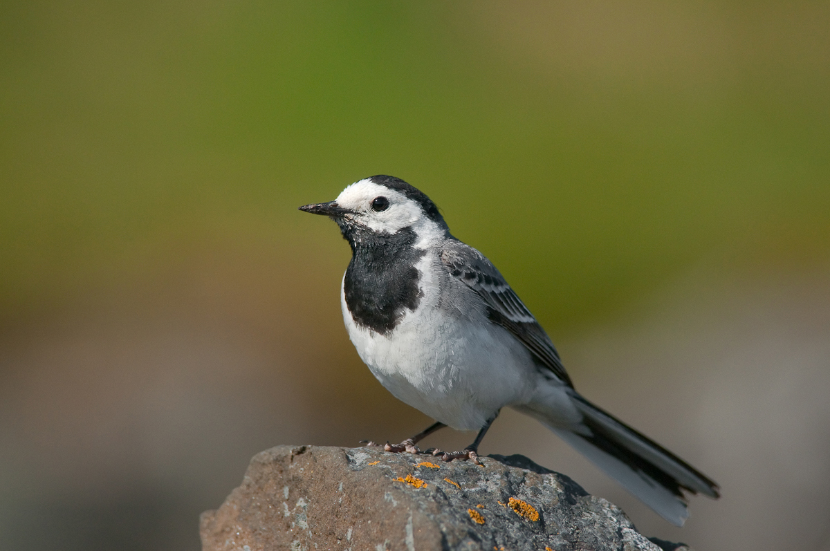 White Wagtail