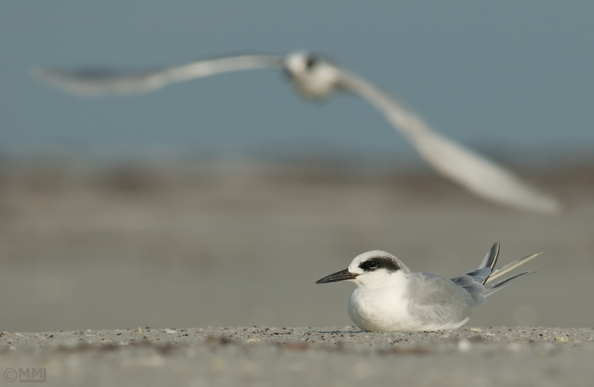 Forster's Tern