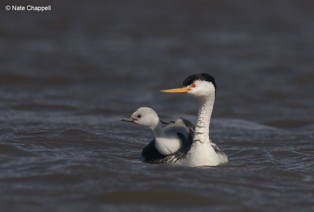 Clark's Grebe w/ chick