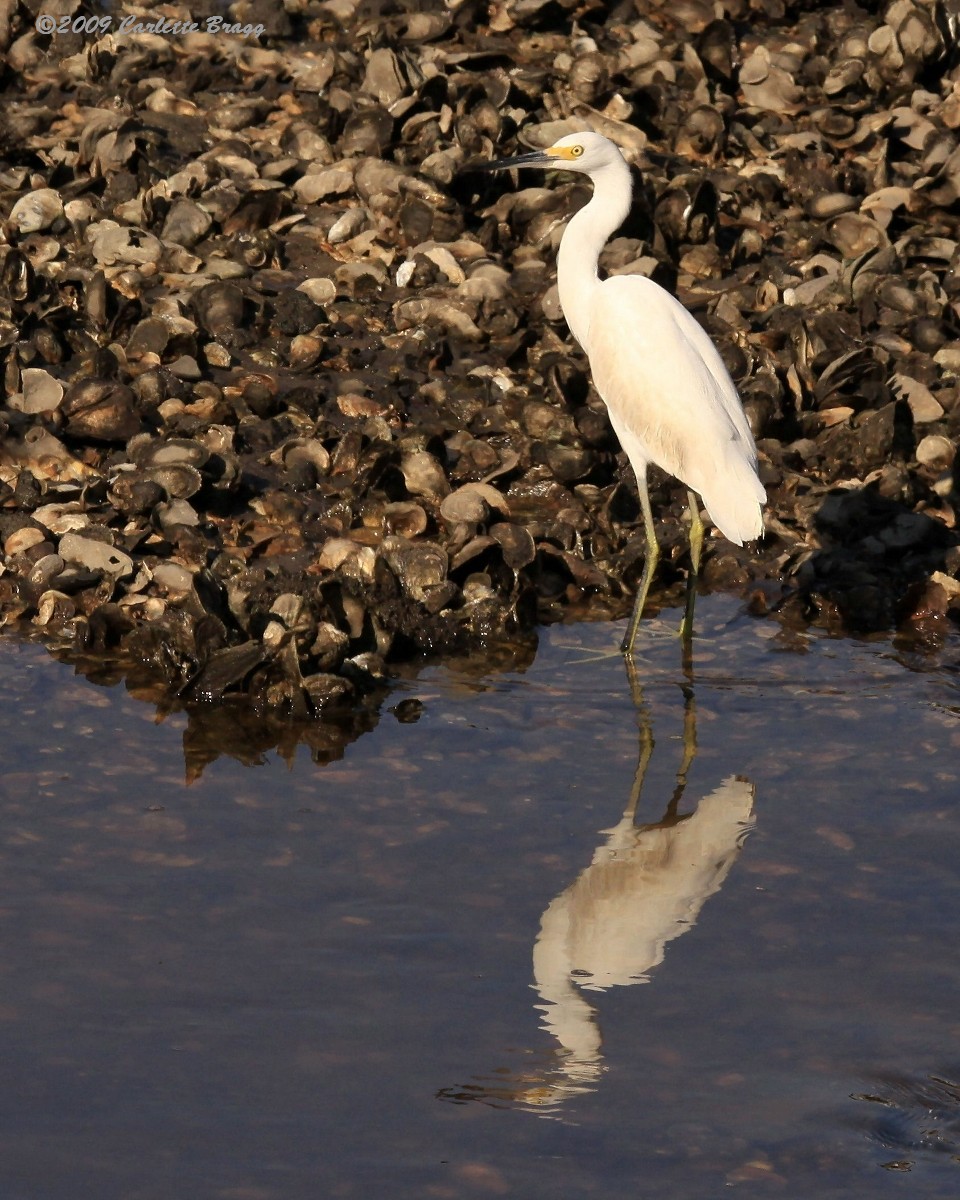 Snowy Egret