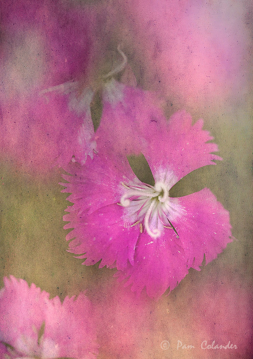 Memories of summer