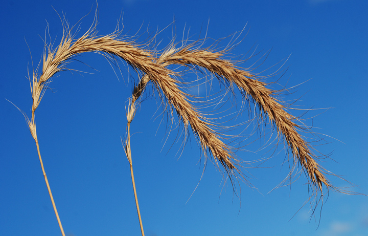Simply Grasses