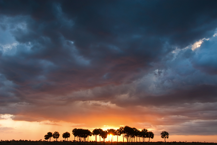 WC# 401 Florida prairie