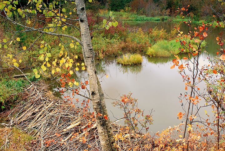 Beaver pond