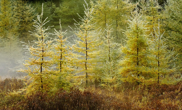 Autumn in Acadia NP