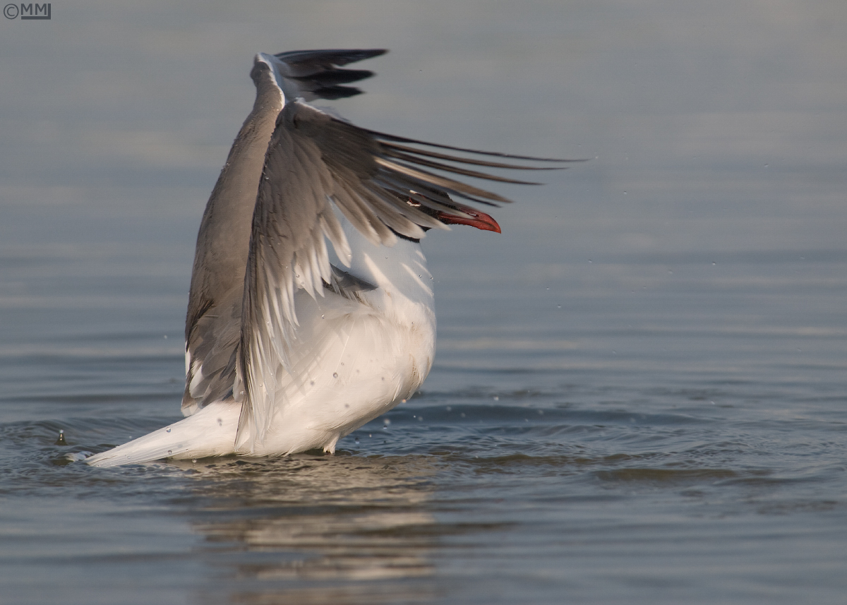 Just a Laughing Gull