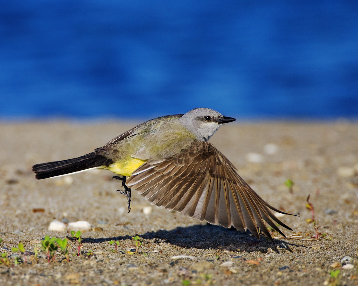Western Kingbird