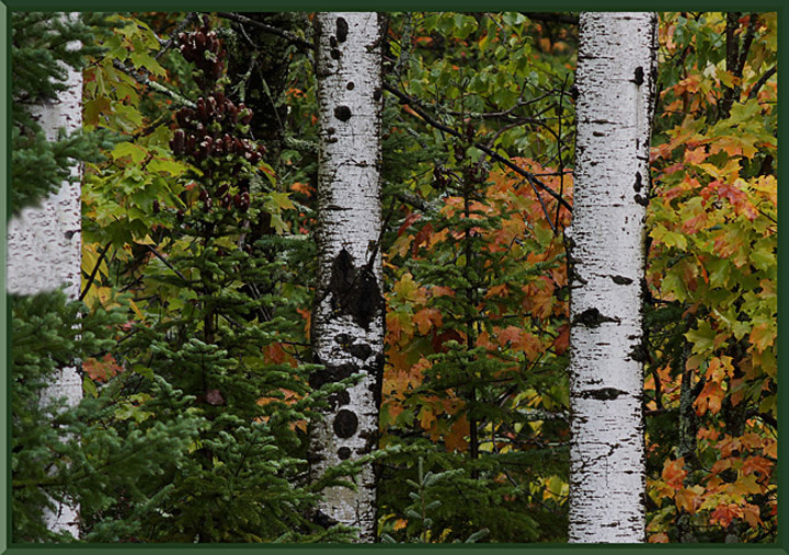 A Natural Tryptych