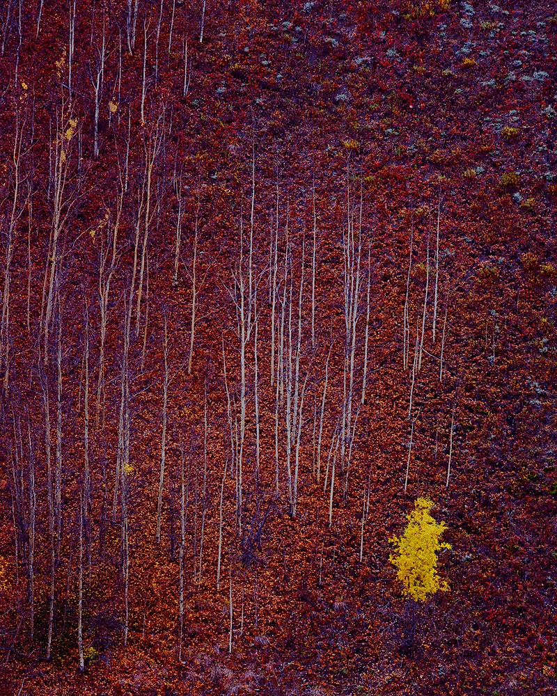 Autumn Remnant w/repost (square)