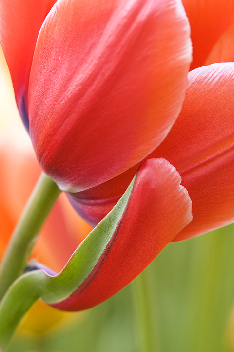 Tulip