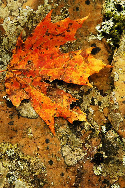 Autumn Decay..Fall Theme