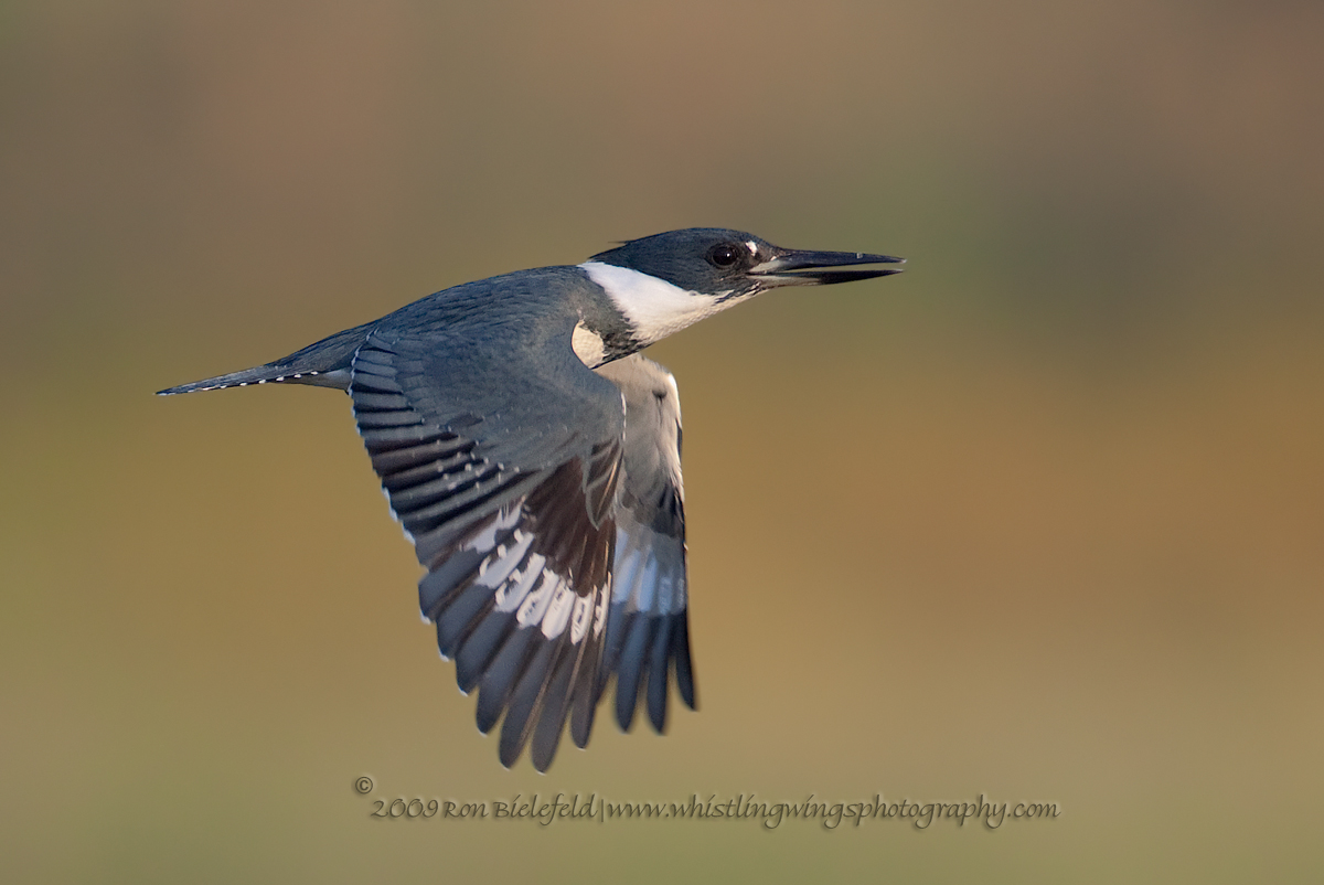 Belted kingfisher