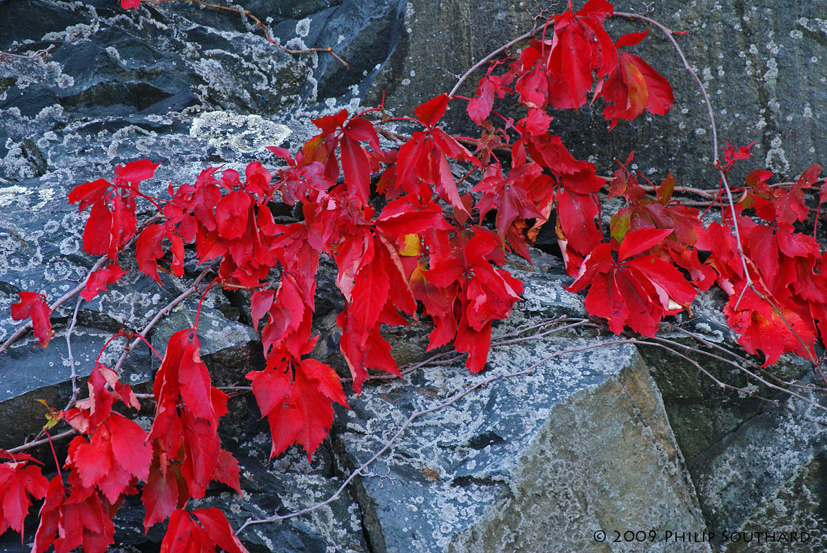 Virginia Creeper (w/ alternate)