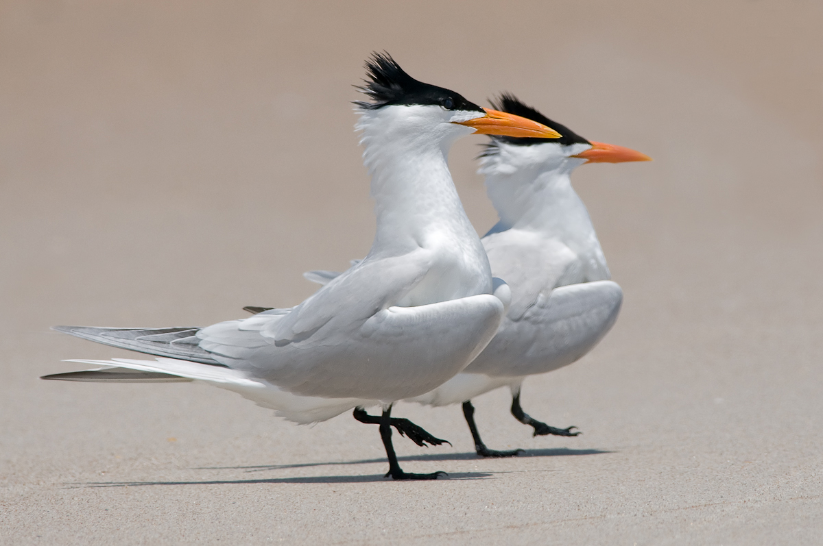 Royal Terns