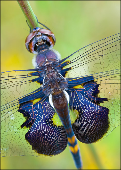 Black Saddlebags