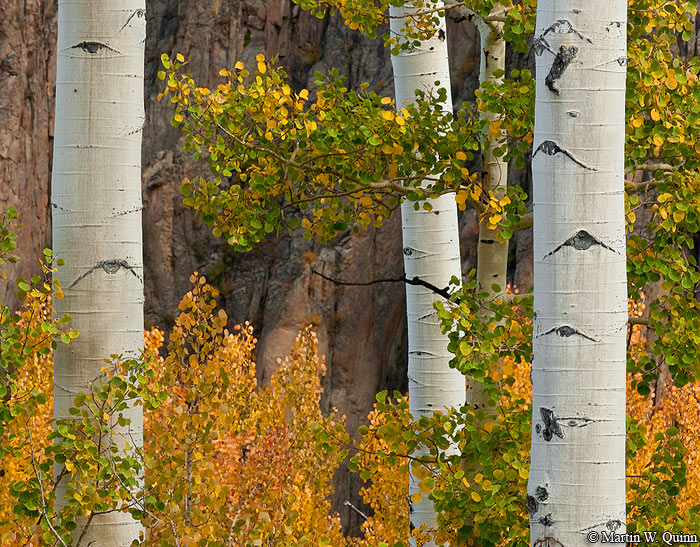 Aspen Color