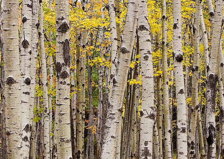 Acadia NP Aspens
