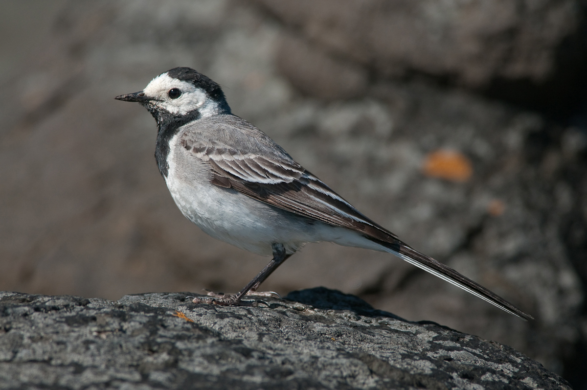 White Wagtail