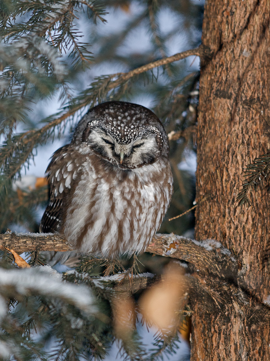 WC #403 - Boreal Owl