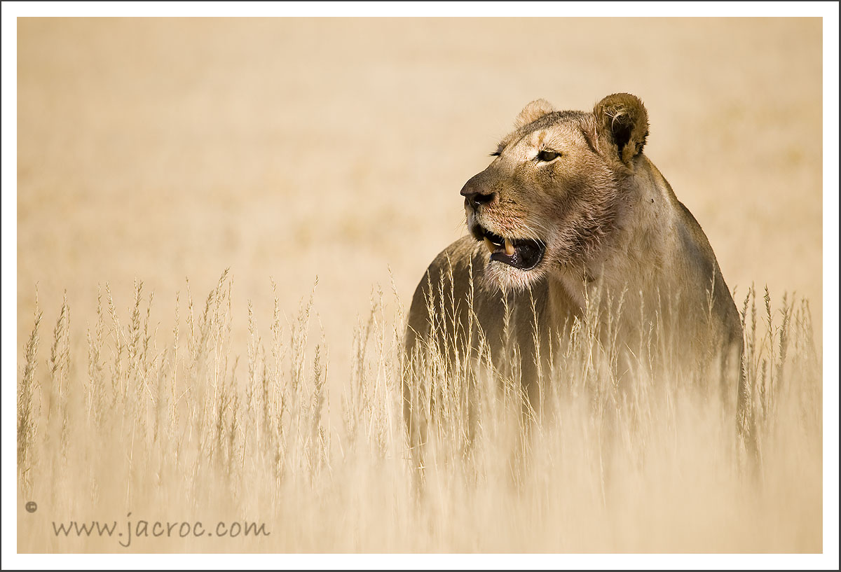Lioness in Long Grass