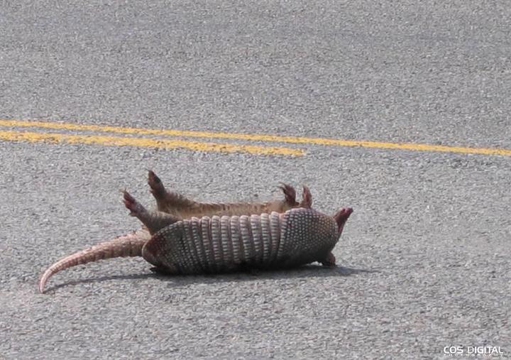 Texas Highway Fatality