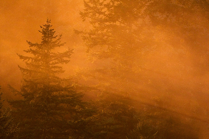 Forest Light