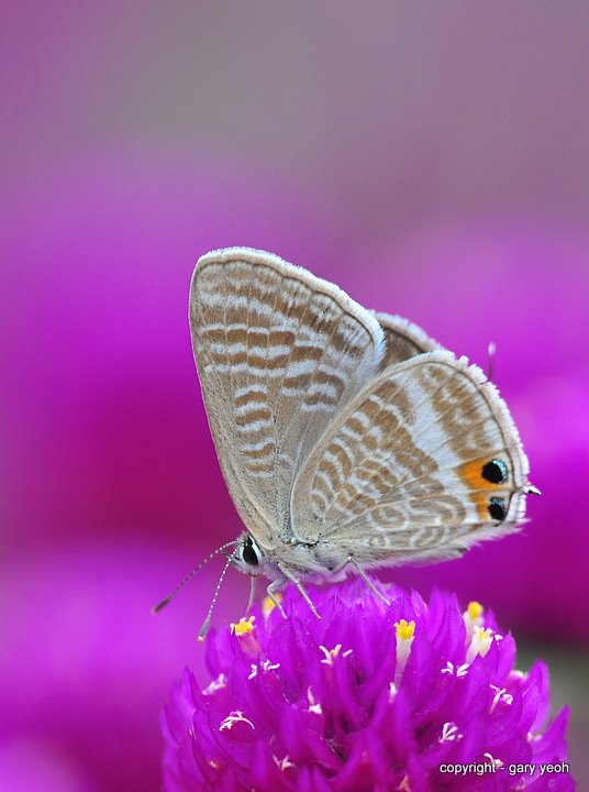 Plains cupid