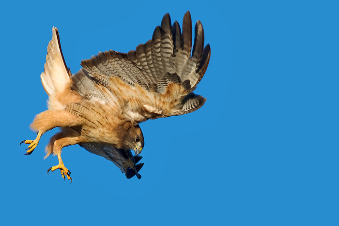 Red Tailed Hawk (+repost)