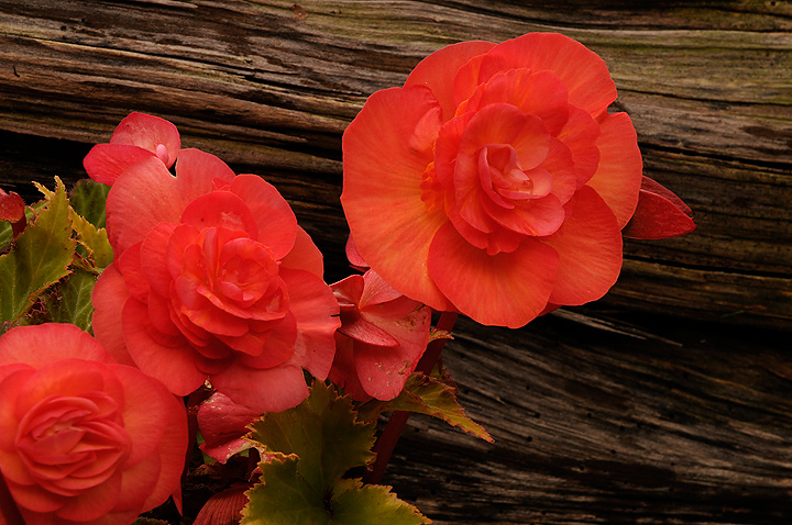 Loyal Begonias
