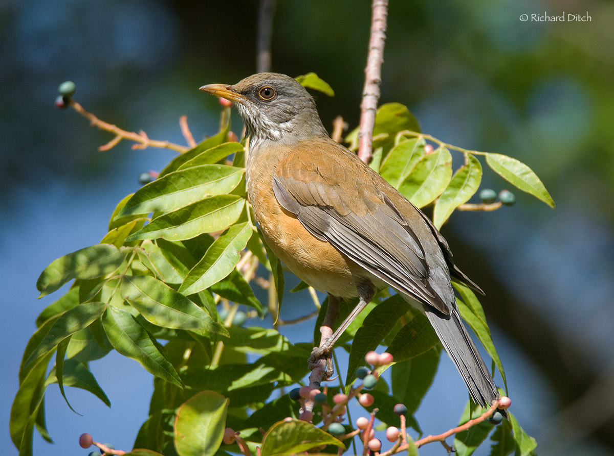 Rufous-backed Robin
