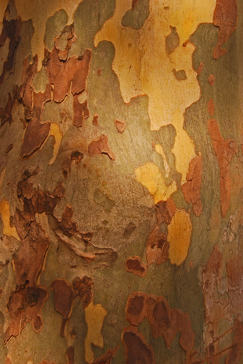 Sunset Bark