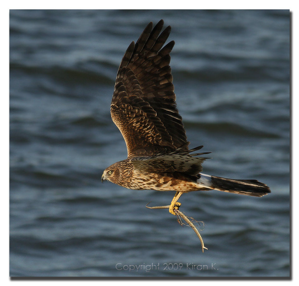 Harrier with snake