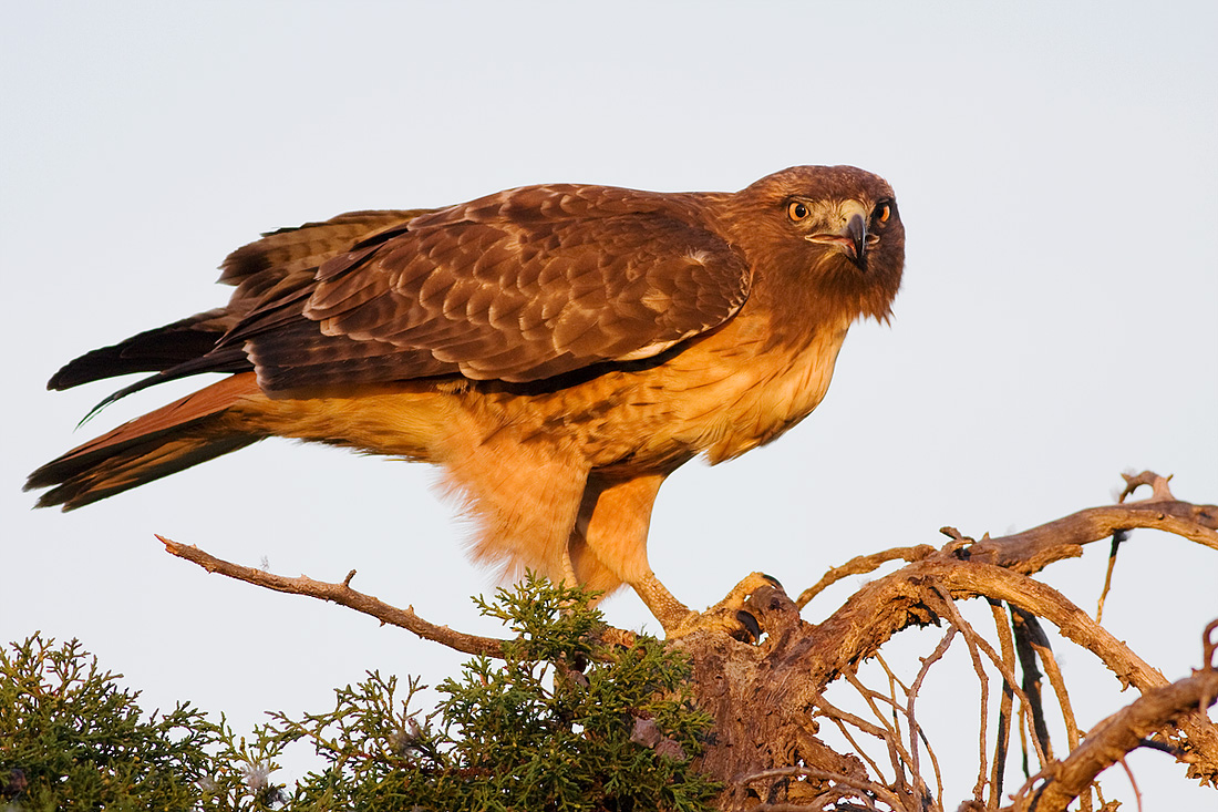 Red Tailed Hawk