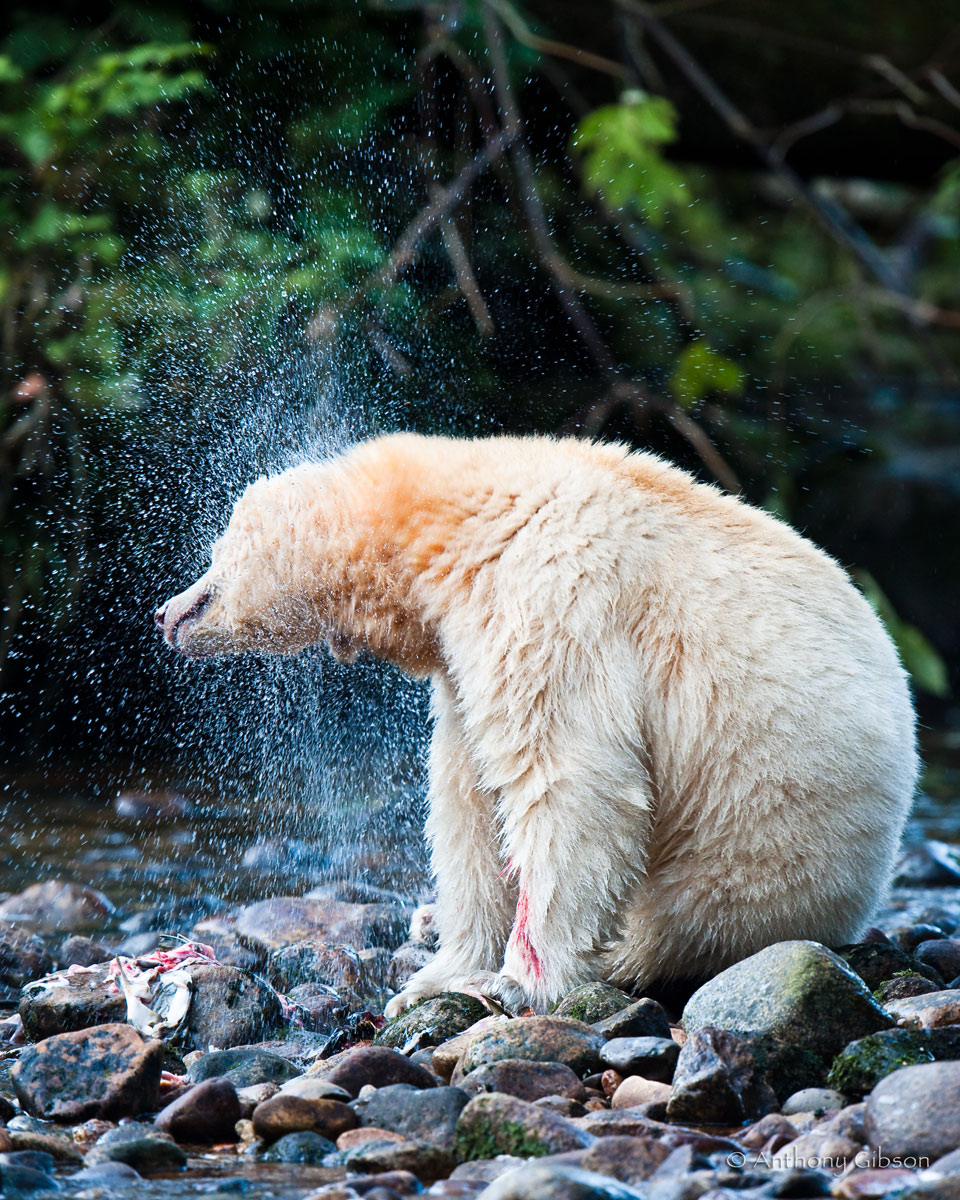 Spirit Shower